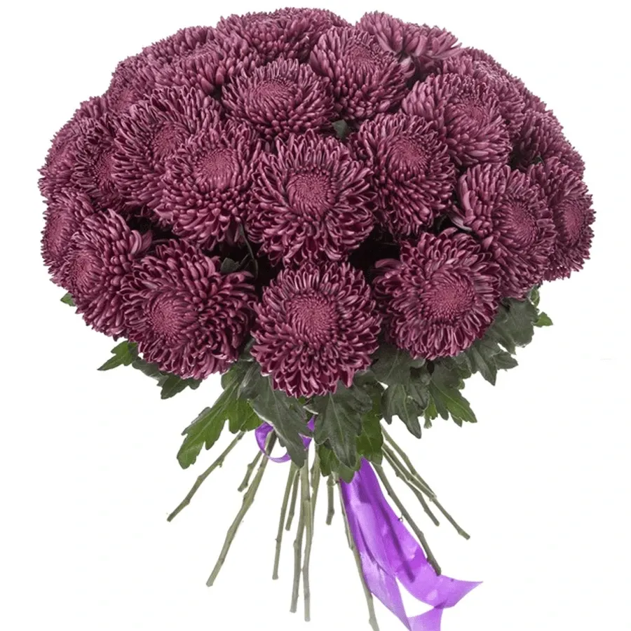 Хризантема одноголовая бордовая