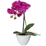 Орхидея живая в горшке №8