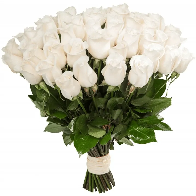 Розы Голландия белые